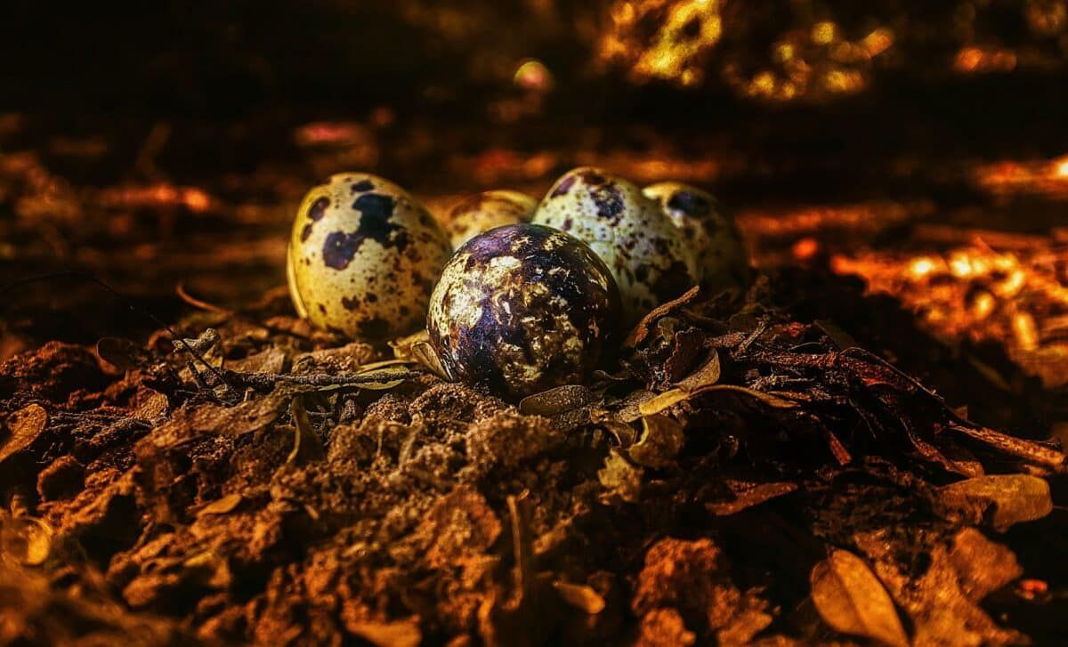 Hidden in Portuguese Cliffs, Scientists Just Found a Perfectly Preserved Crocodile Egg from the Jurassic