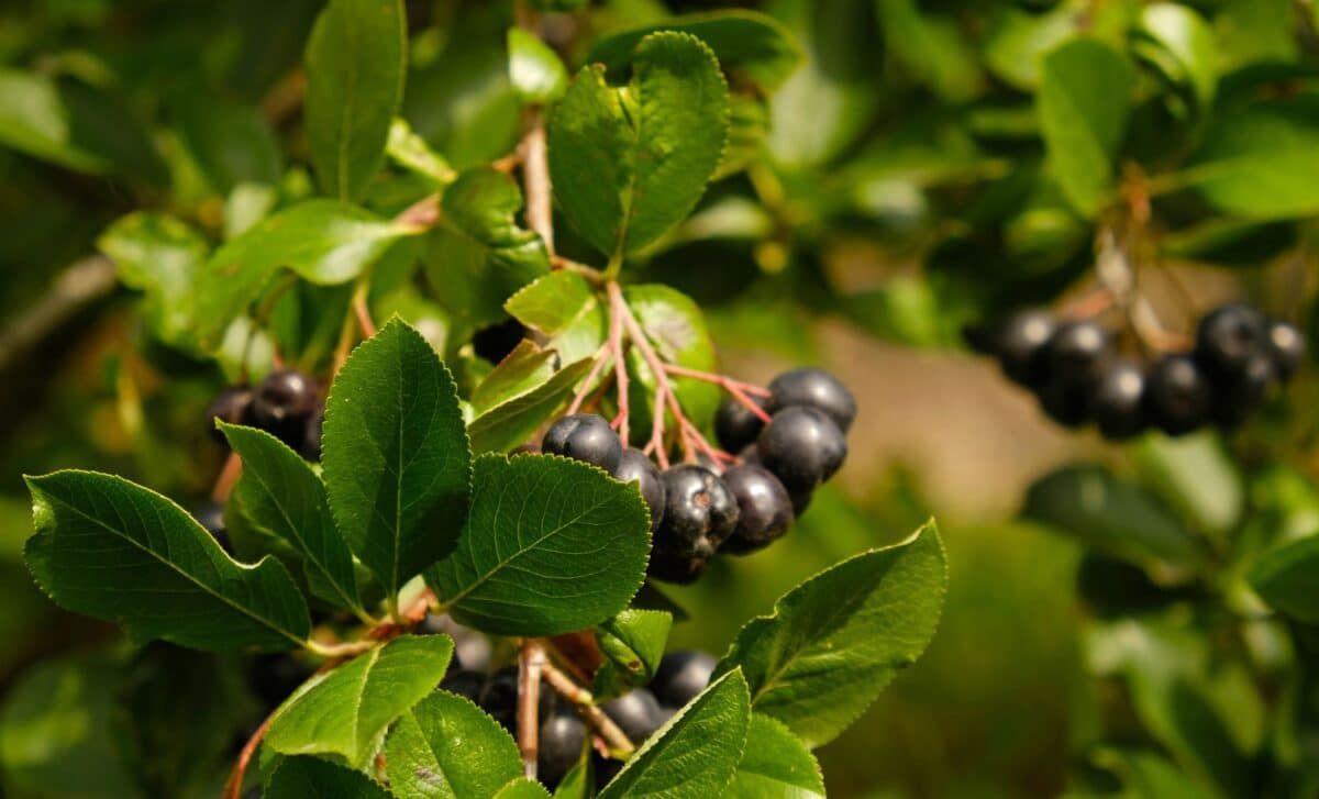 Forget Green Juice: This Dark Berry Drink Is Quietly Rewriting the Rules of Metabolic Health