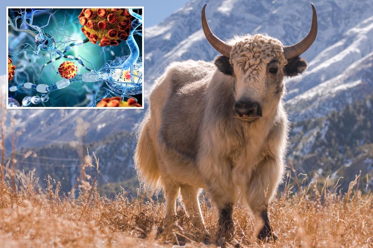 Yaks may hold the key to treating MS patients: study